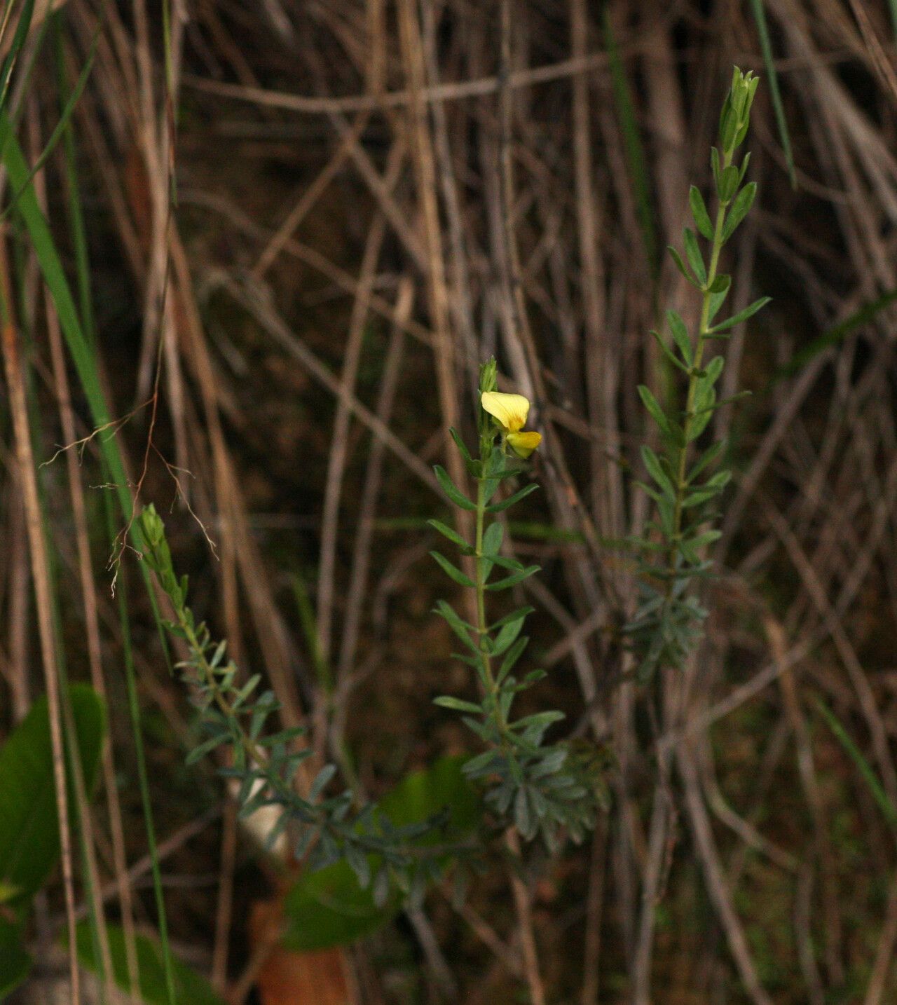 Crotalaria caudata habit