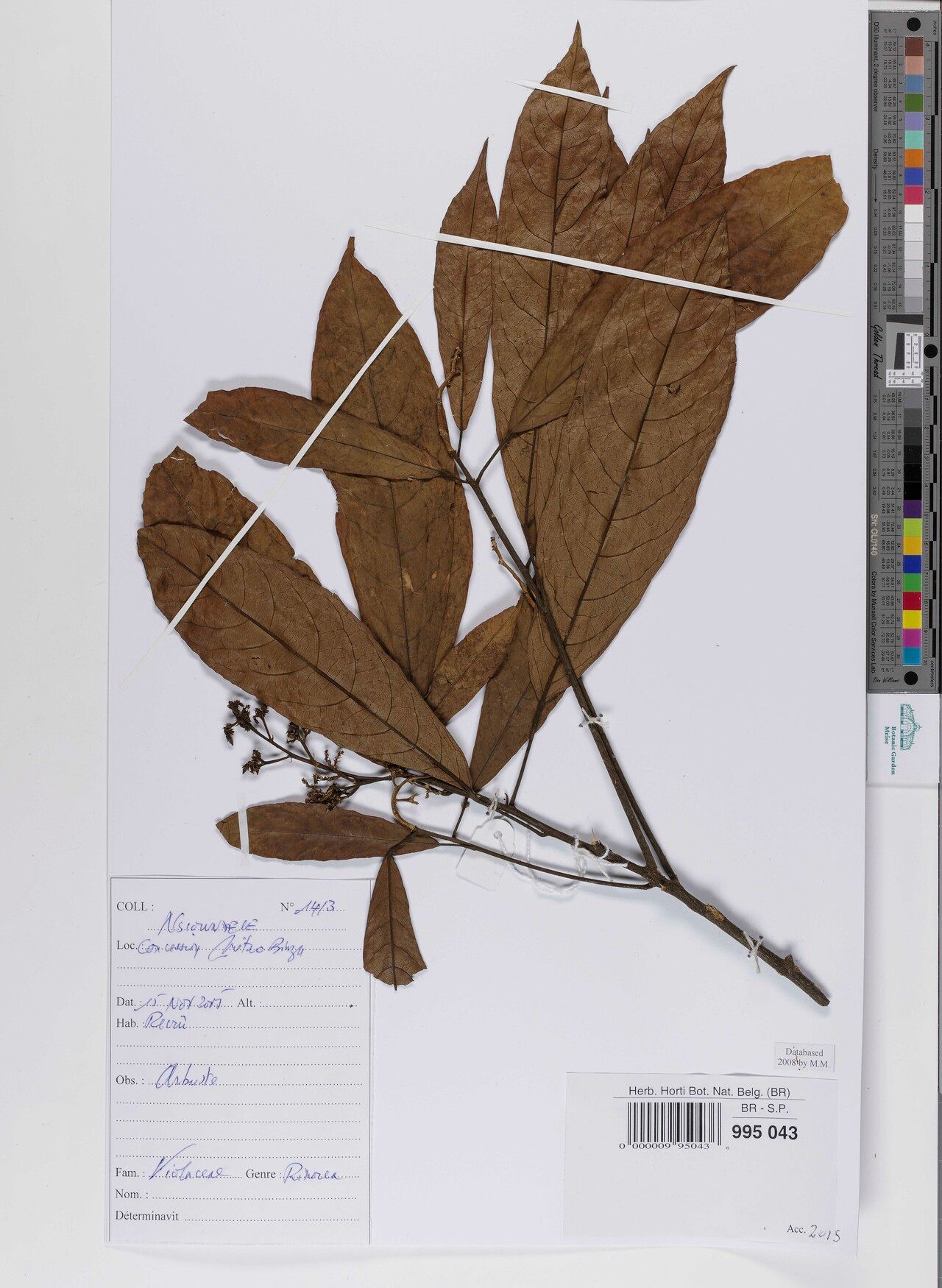 Rinorea sapinii — houseplant care guide