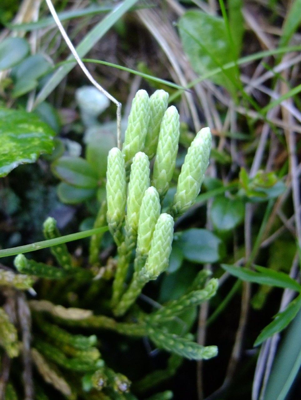 Lycopodium alpinum flower