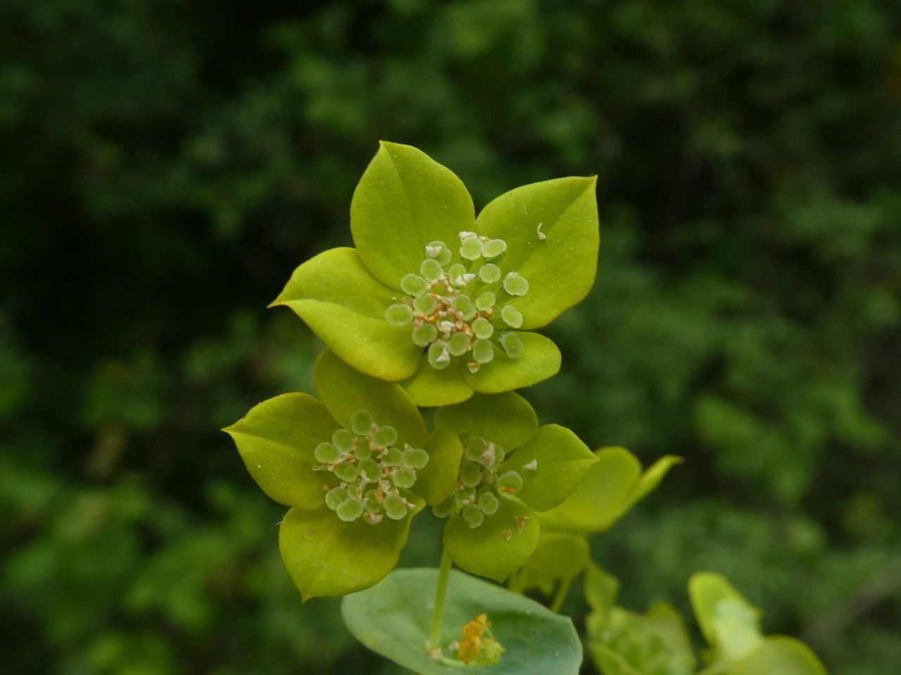 Bupleurum subovatum flower