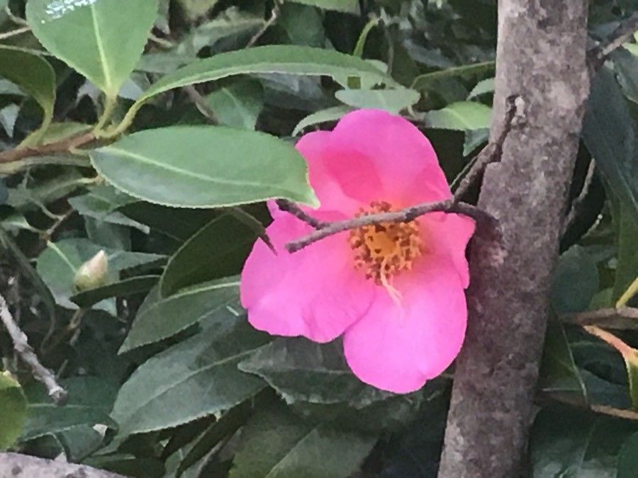 Camellia saluenensis flower