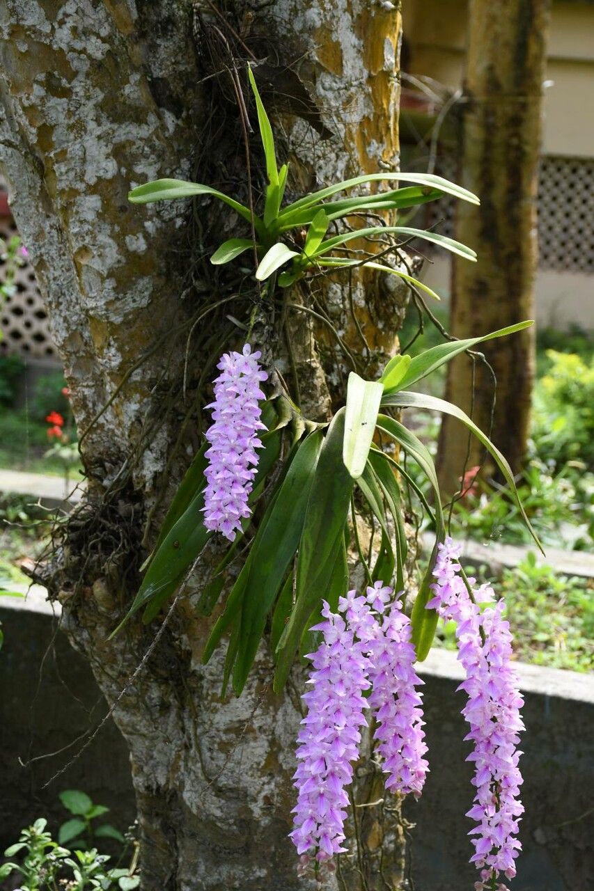 Aerides rosea habit