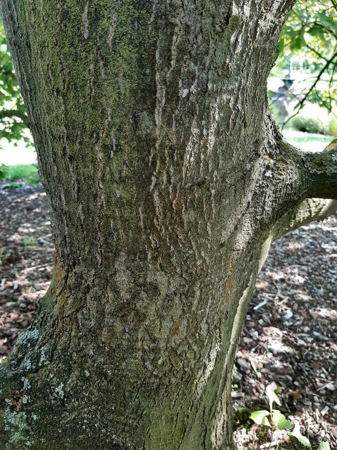 Quercus ilicifolia fruit