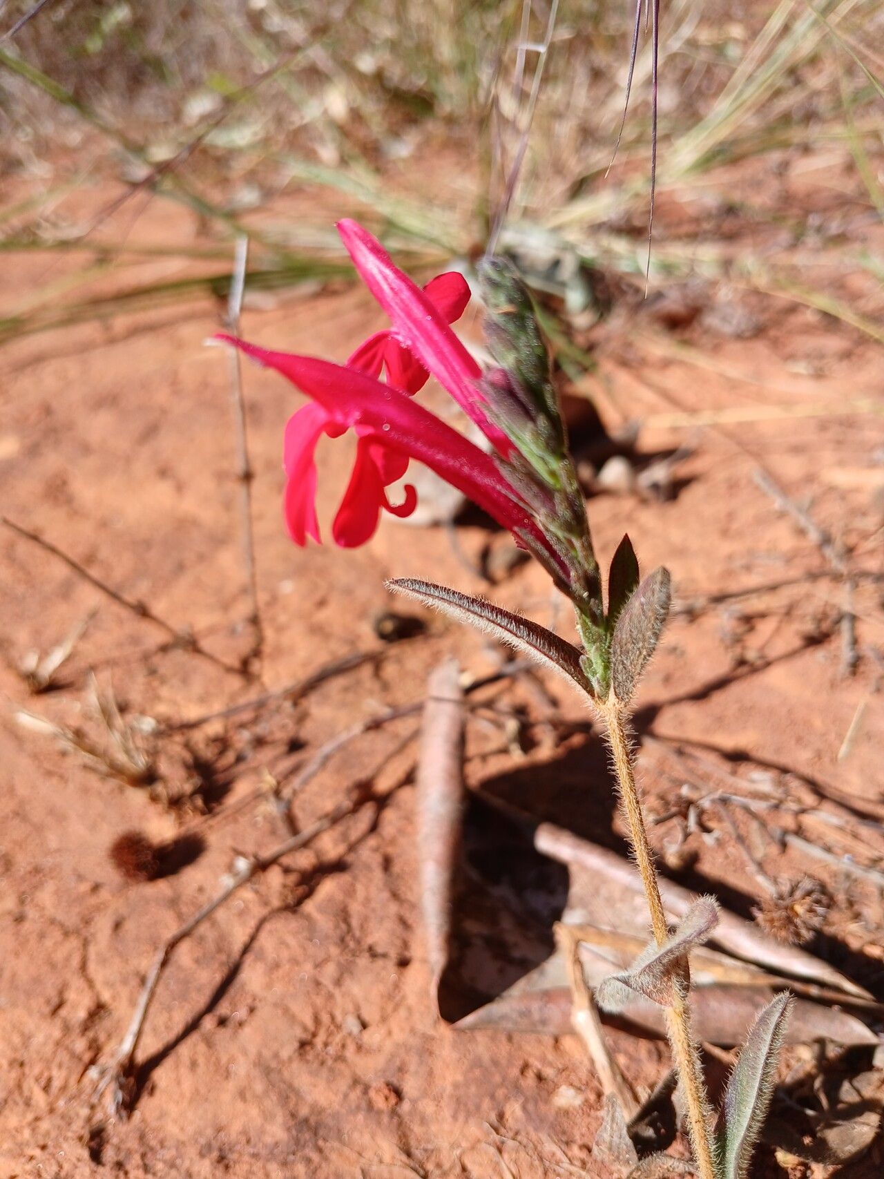 Justicia lanstyakii flower