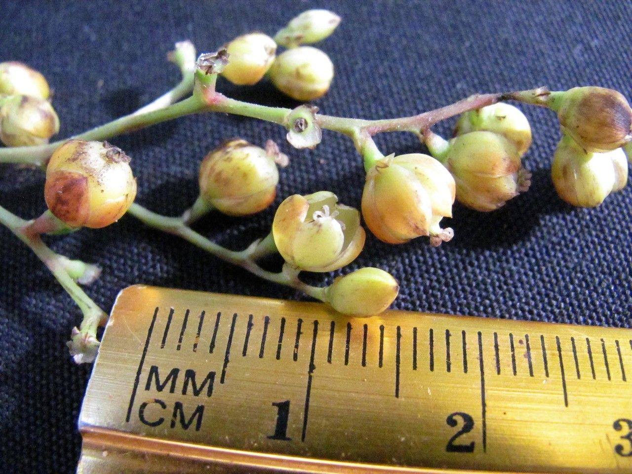 Pleuropetalum pleiogynum other