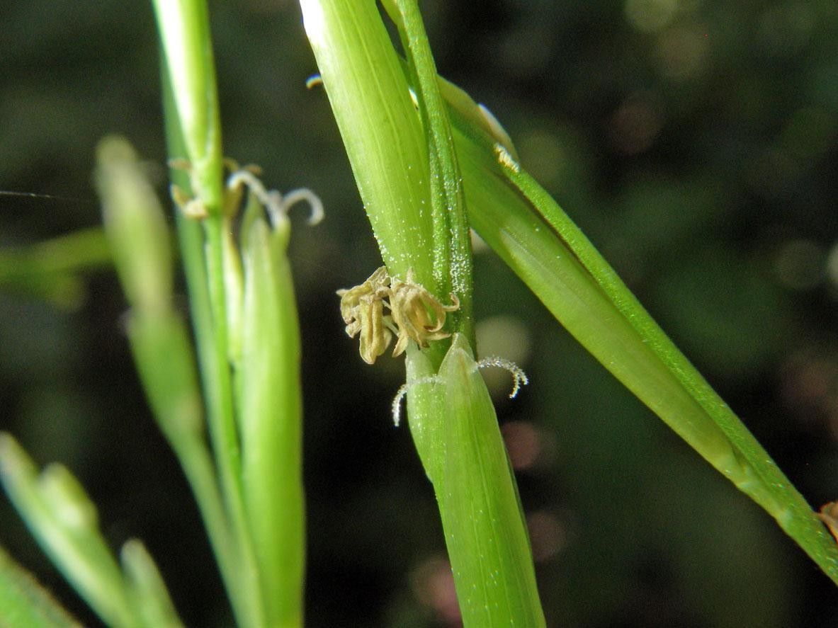 Pharus virescens — related species from the same genus