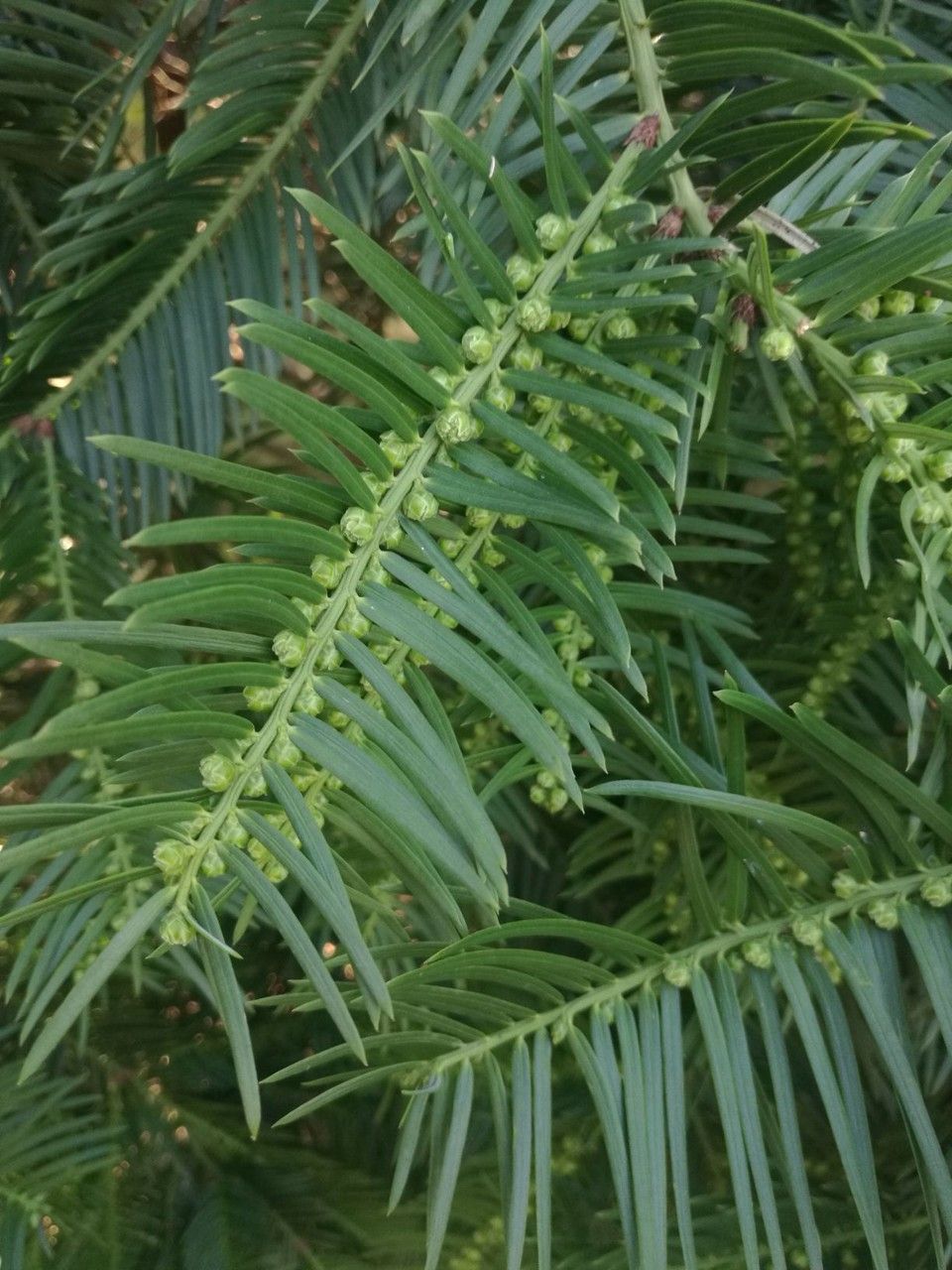Cephalotaxus sinensis flower