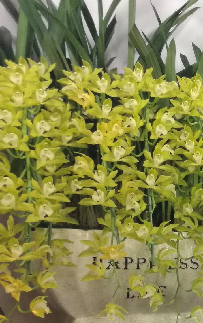 Grammatophyllum scriptum — related species from the same genus