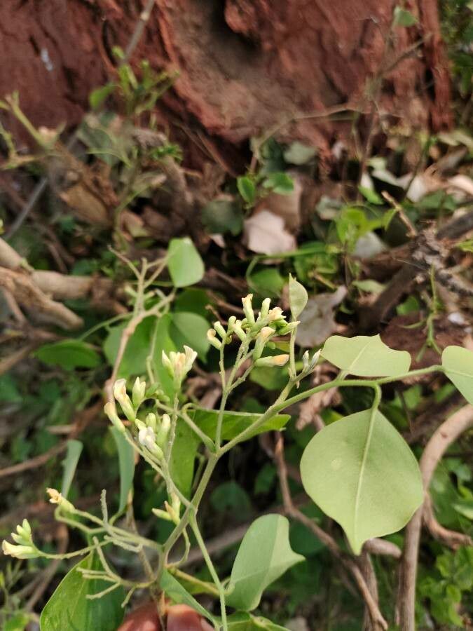 Dalbergia sissoo flower
