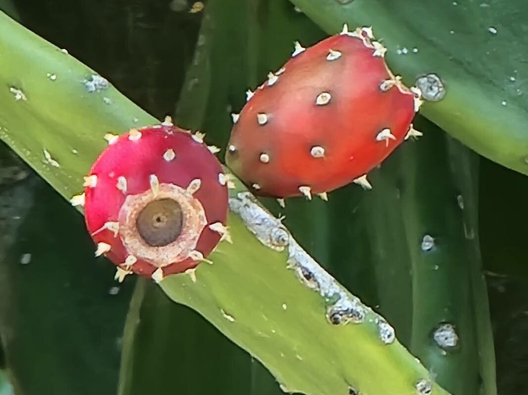 Opuntia cochenillifera fruit