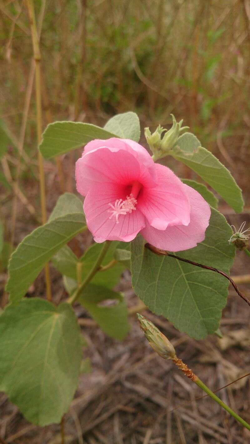 Urena australiensis — related species from the same genus