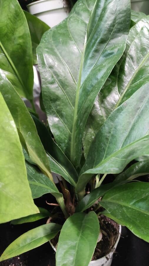 Anthurium hookeri leaf