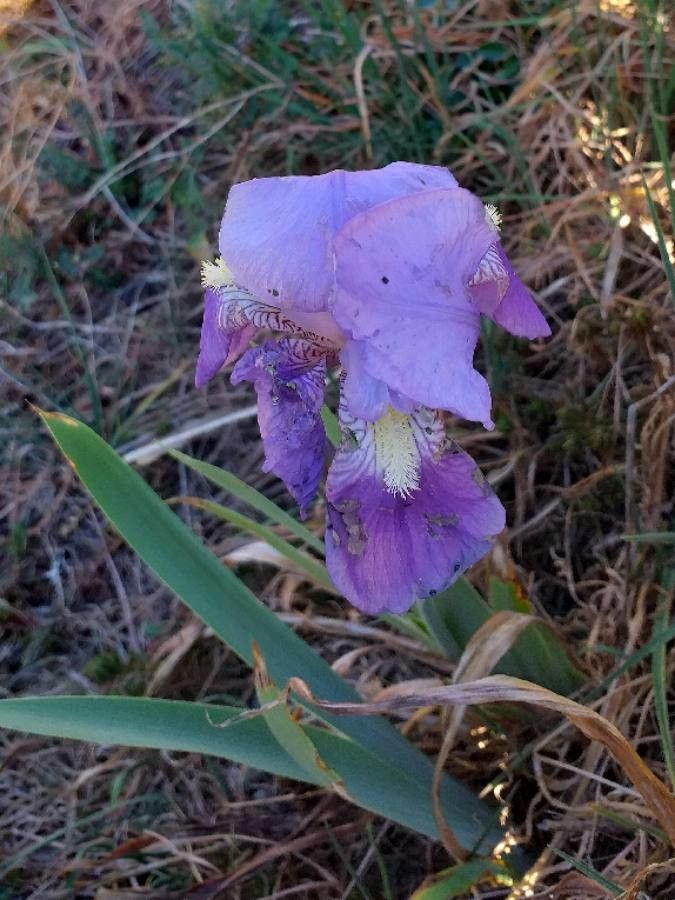 Iris lutescens flower