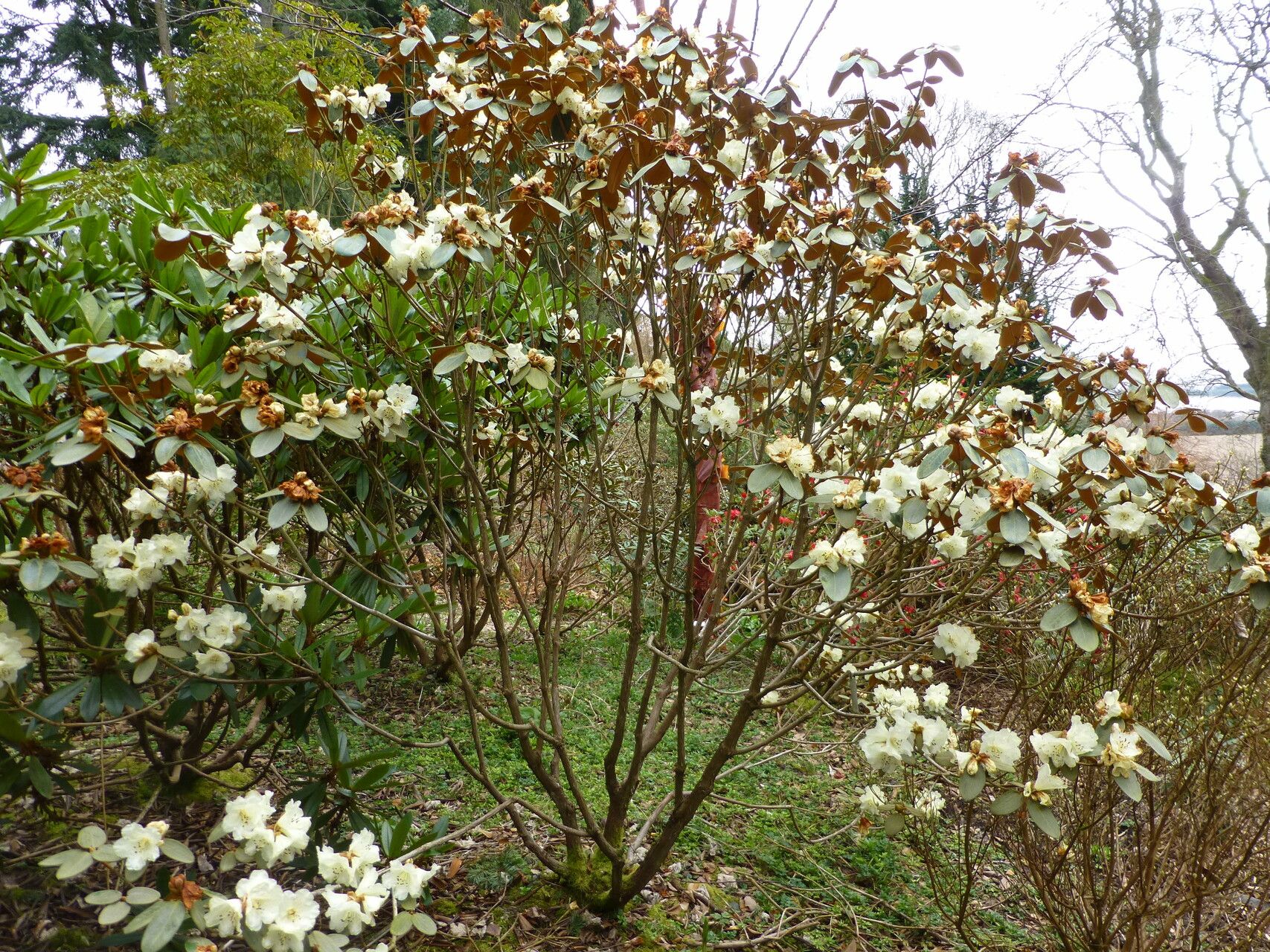 Rhododendron lanatum habit