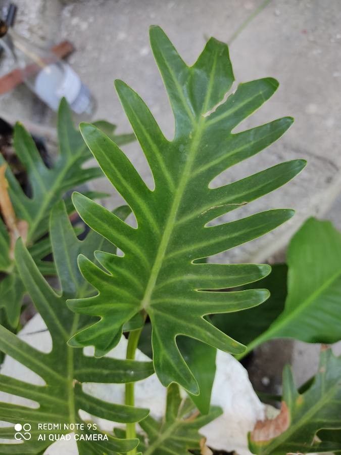 Philodendron elegans