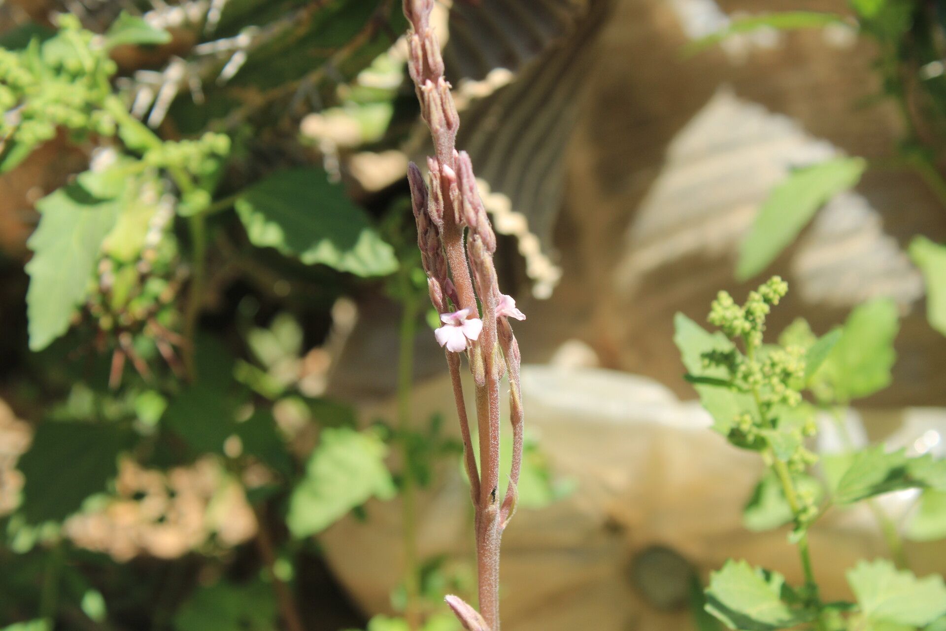Striga barthlottii — related species from the same genus