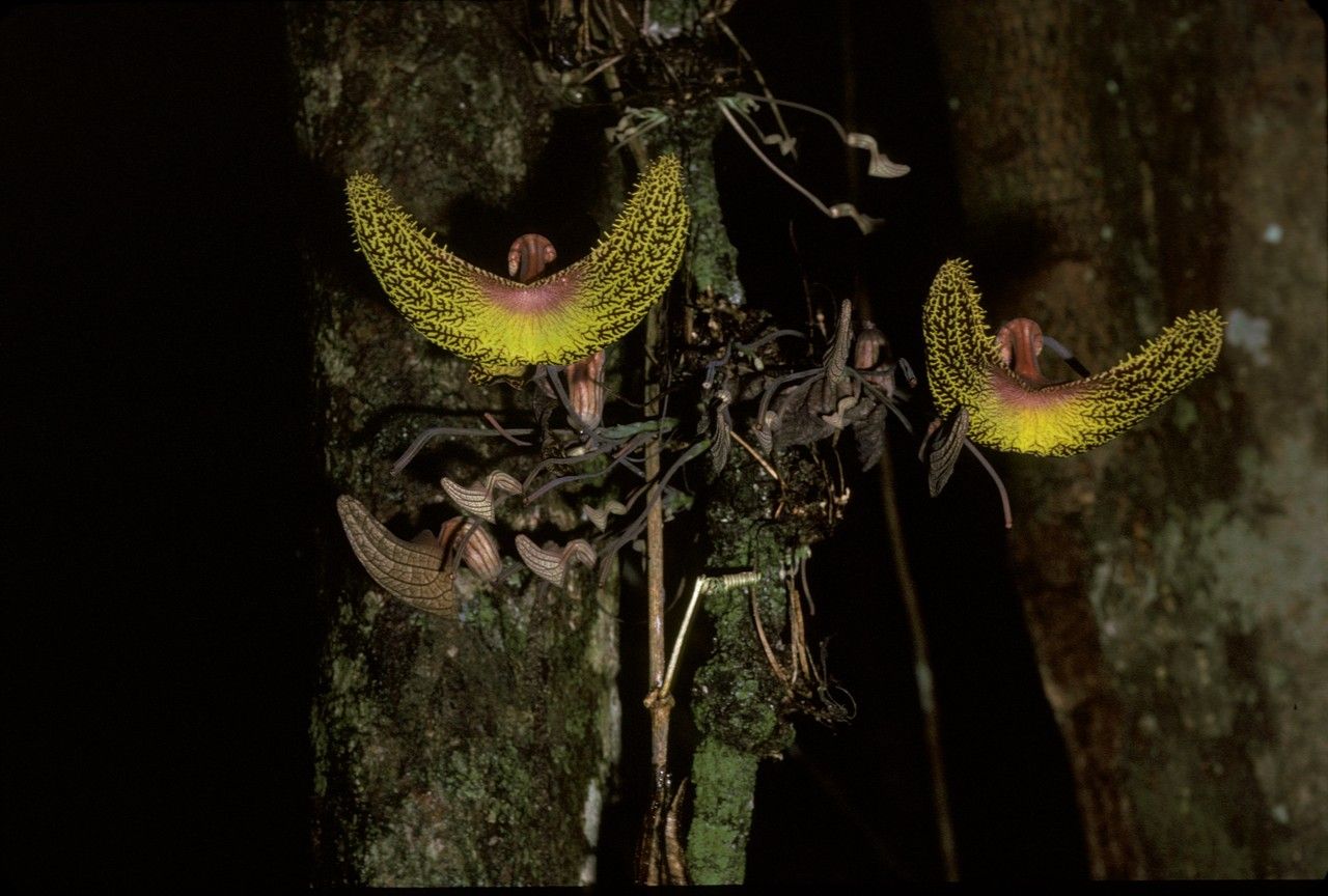 Aristolochia cornuta flower