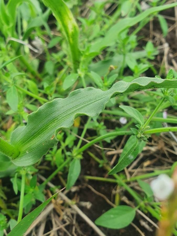 Aneilema hockii leaf