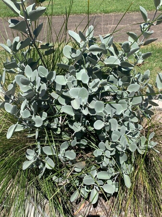 Kalanchoe bracteata habit