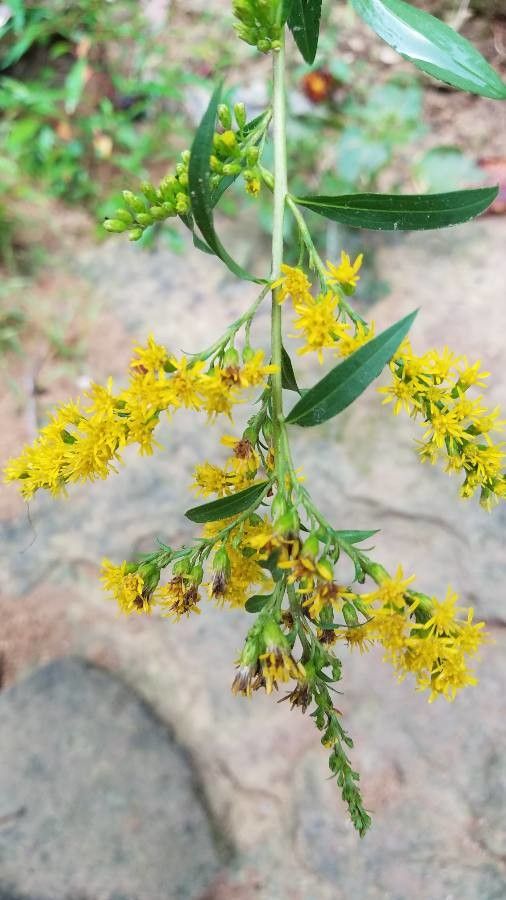 Solidago fistulosa flower