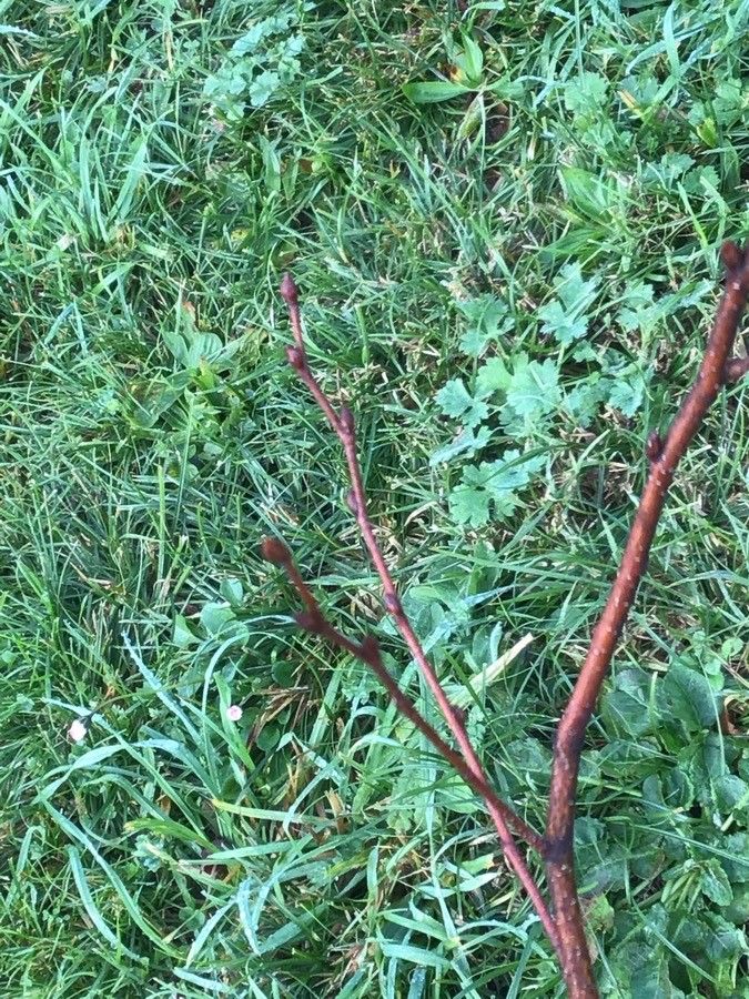 Betula populifolia bark