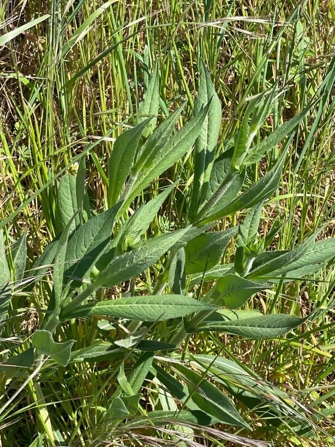 Knautia basaltica leaf