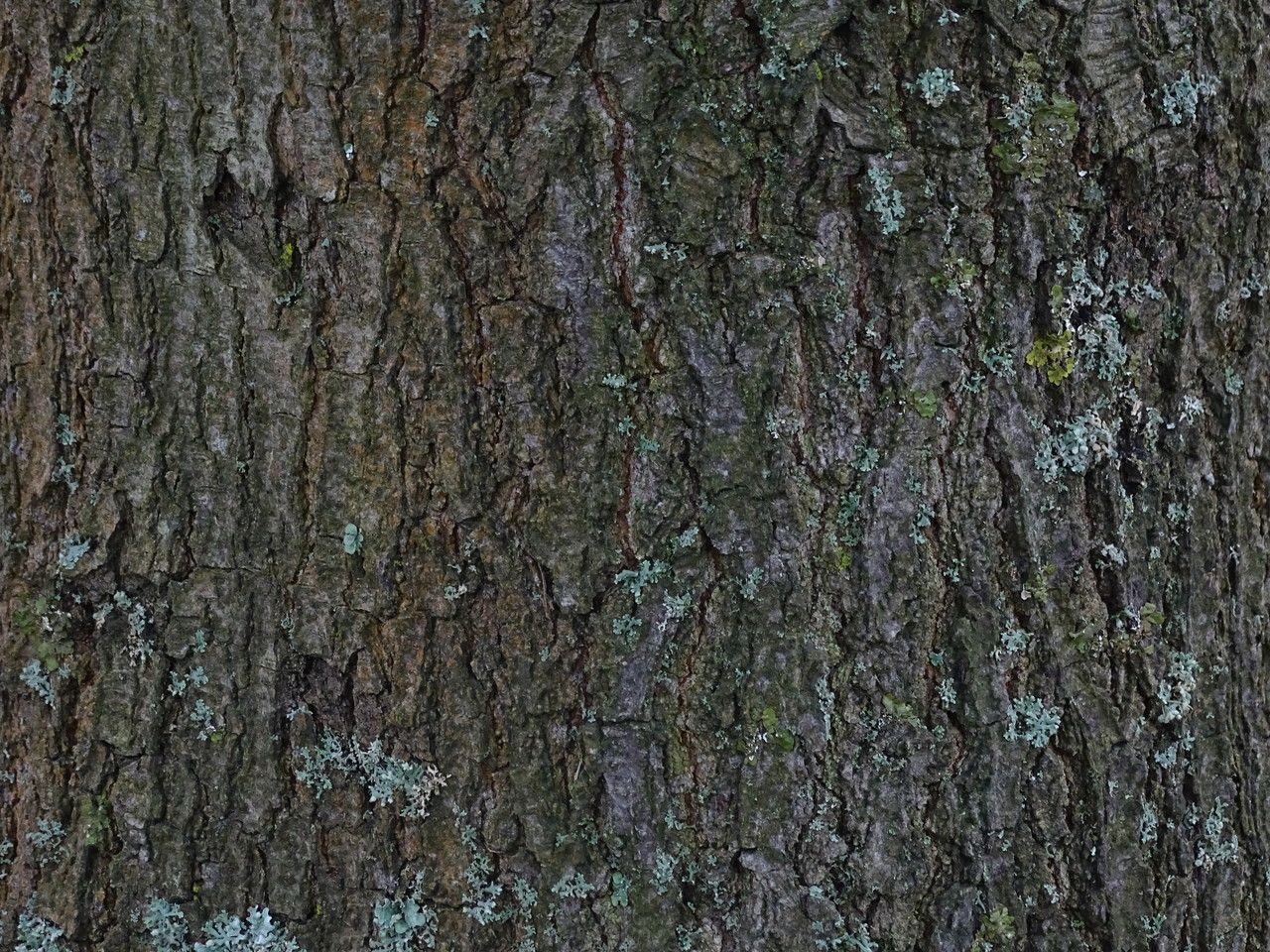 Quercus marilandica bark