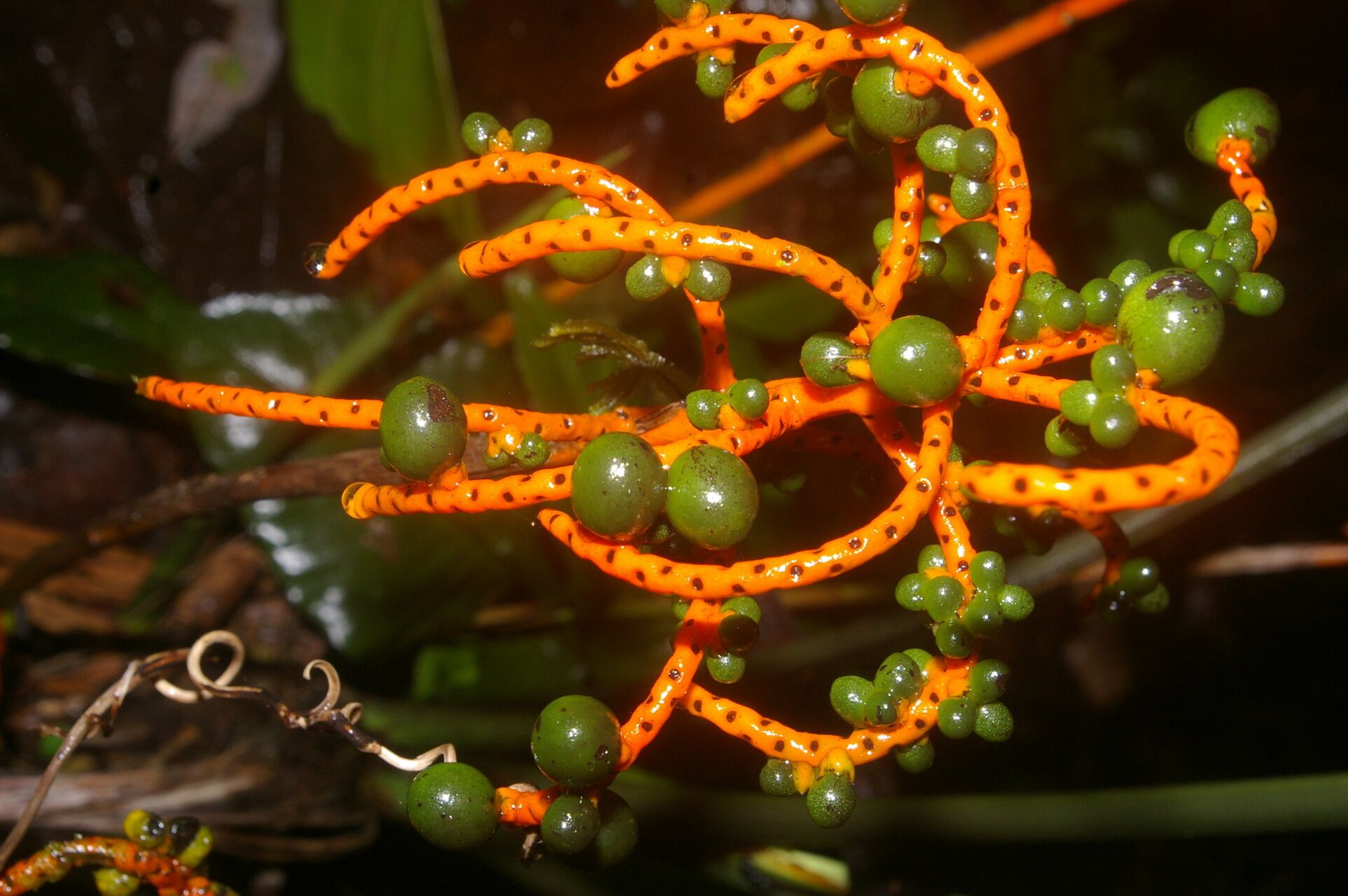 Chamaedorea undulatifolia flower
