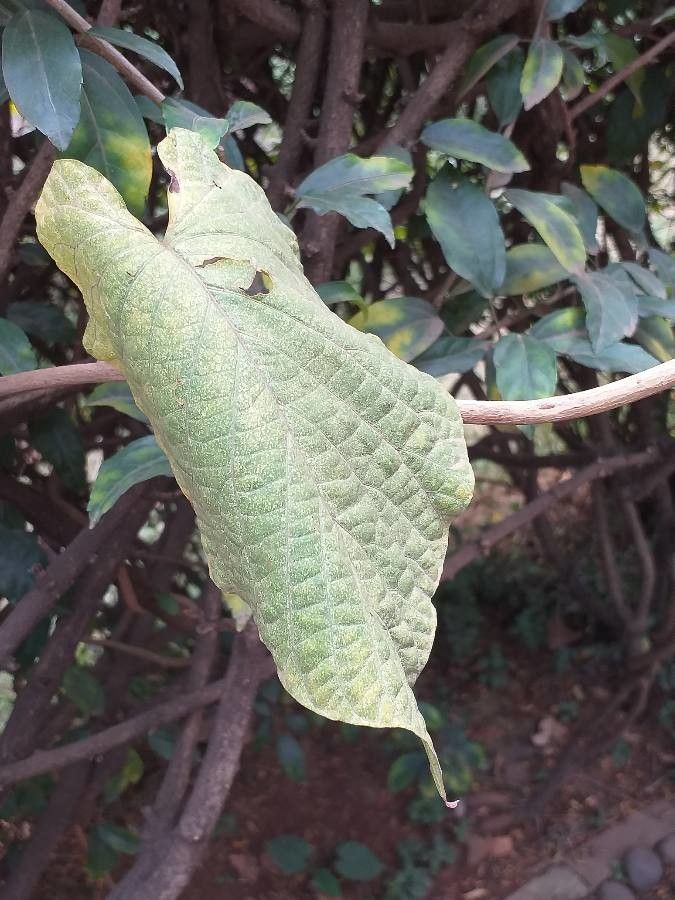 Ipomoea spathulata — houseplant care guide