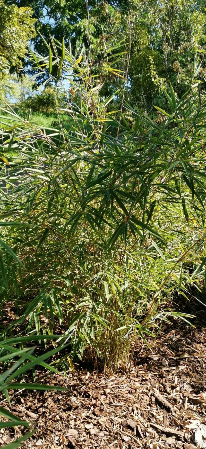 Yushania anceps habit