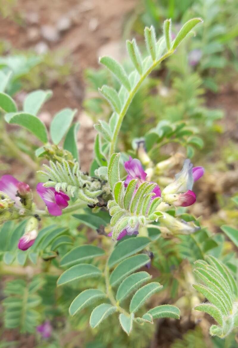 Astragalus monticola — houseplant care guide