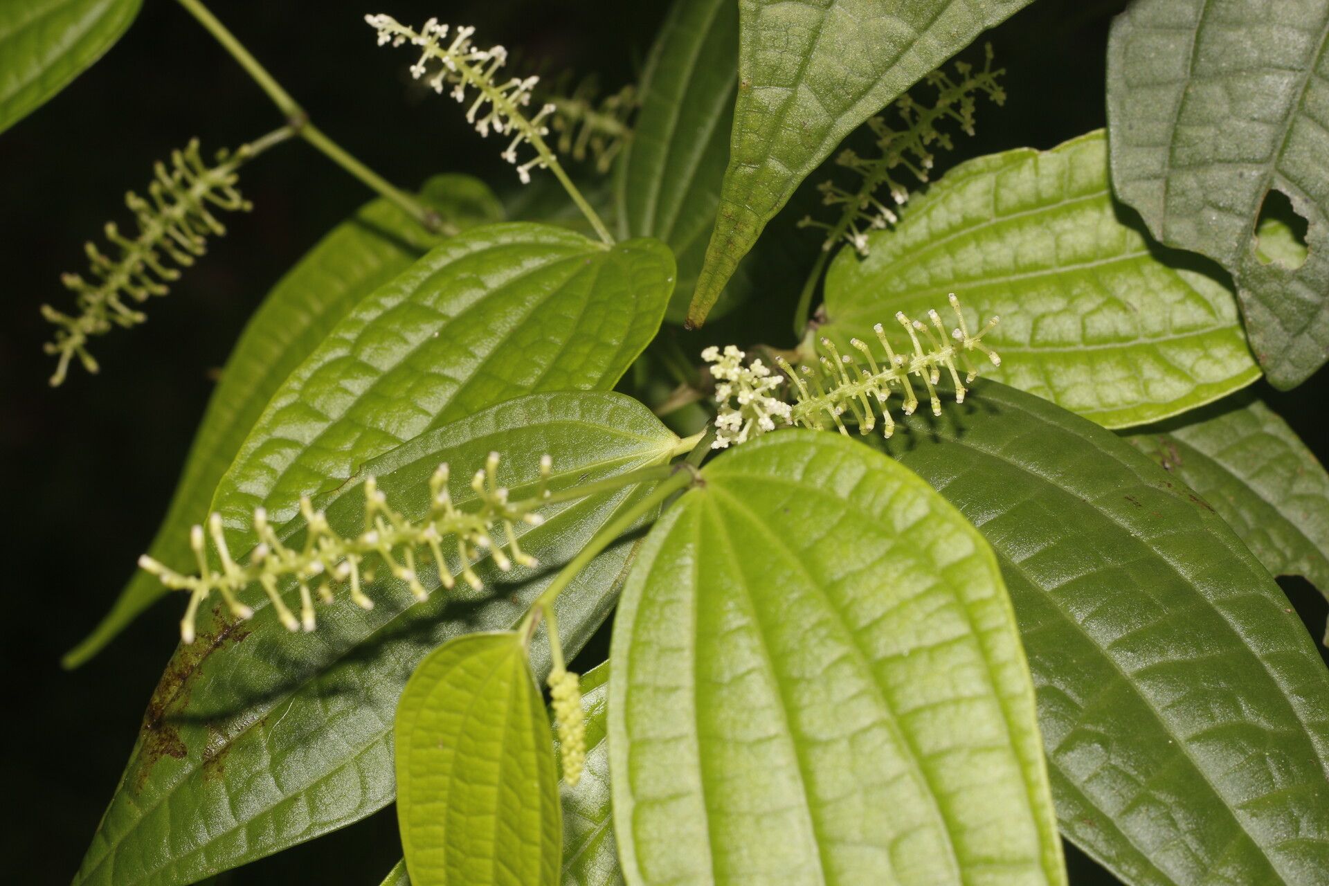 Piper yucatanense — houseplant care guide