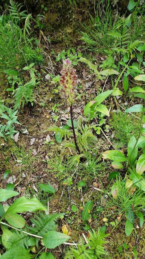 Pedicularis bracteosa — search result for 'Pedicularis'