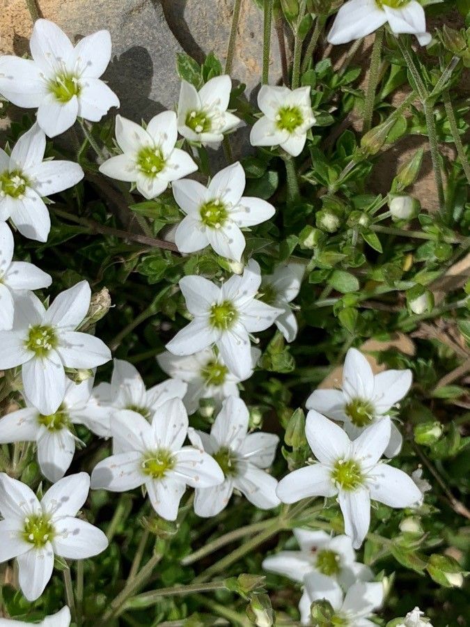 Arenaria ciliata flower