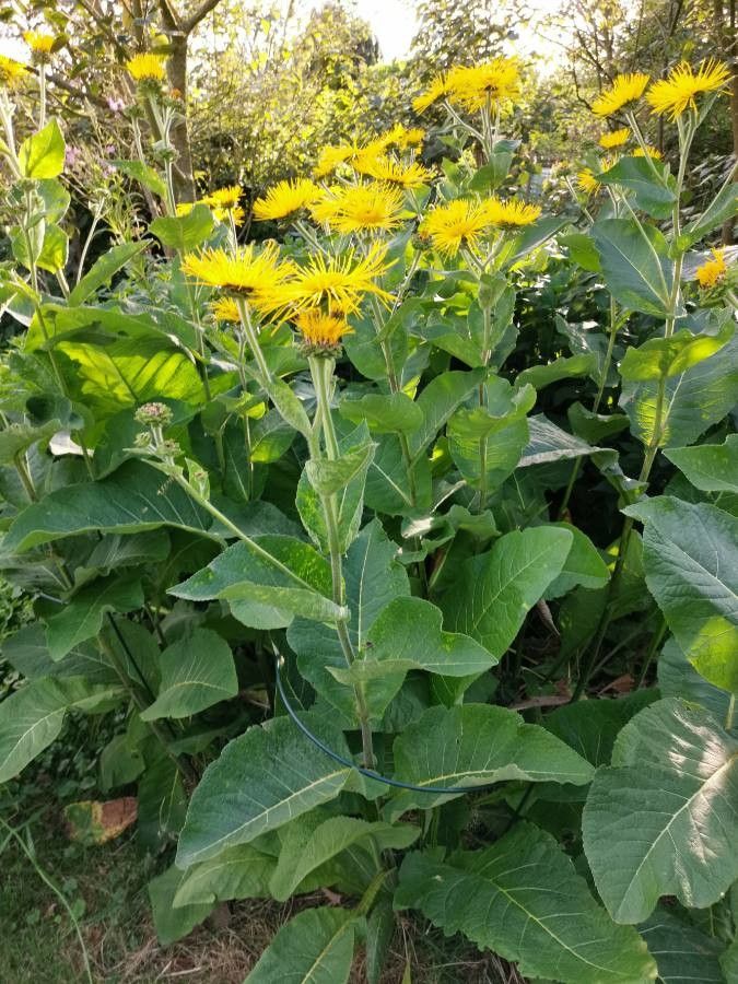 Inula magnifica habit