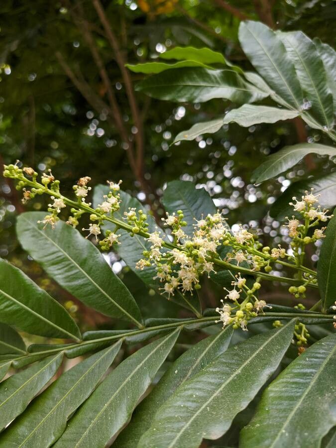 Filicium decipiens flower