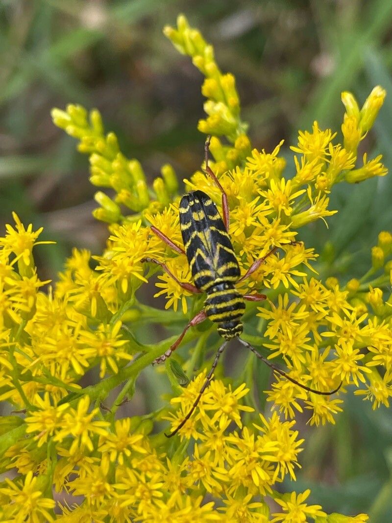 Solidago odora flower