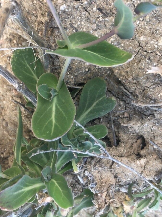 Moricandia arvensis fruit
