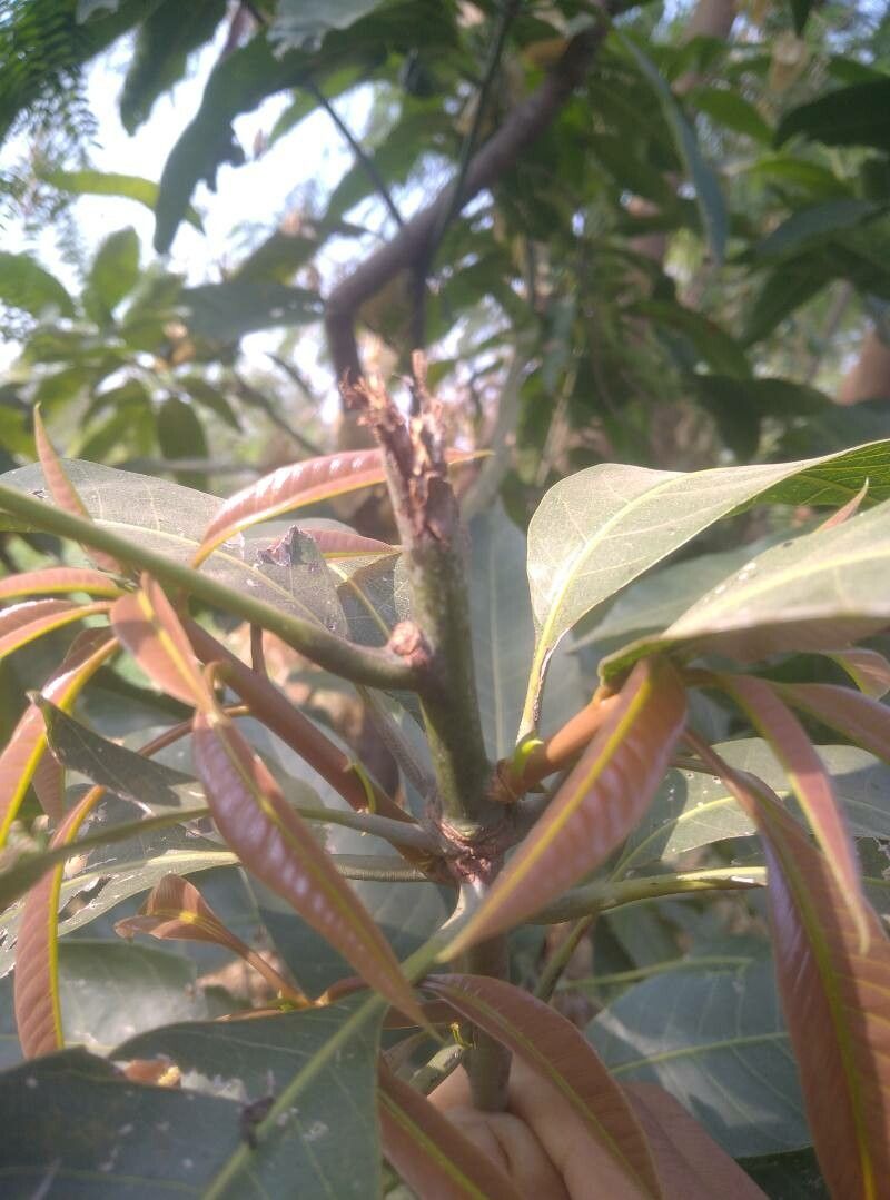 Mandragora caulescens — related species from the same genus