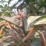 Mandragora caulescens