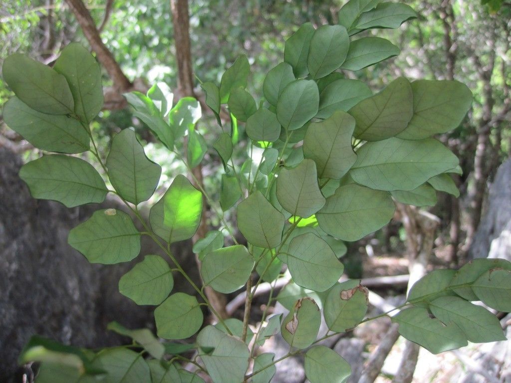 Phyllanthus calcicola habit