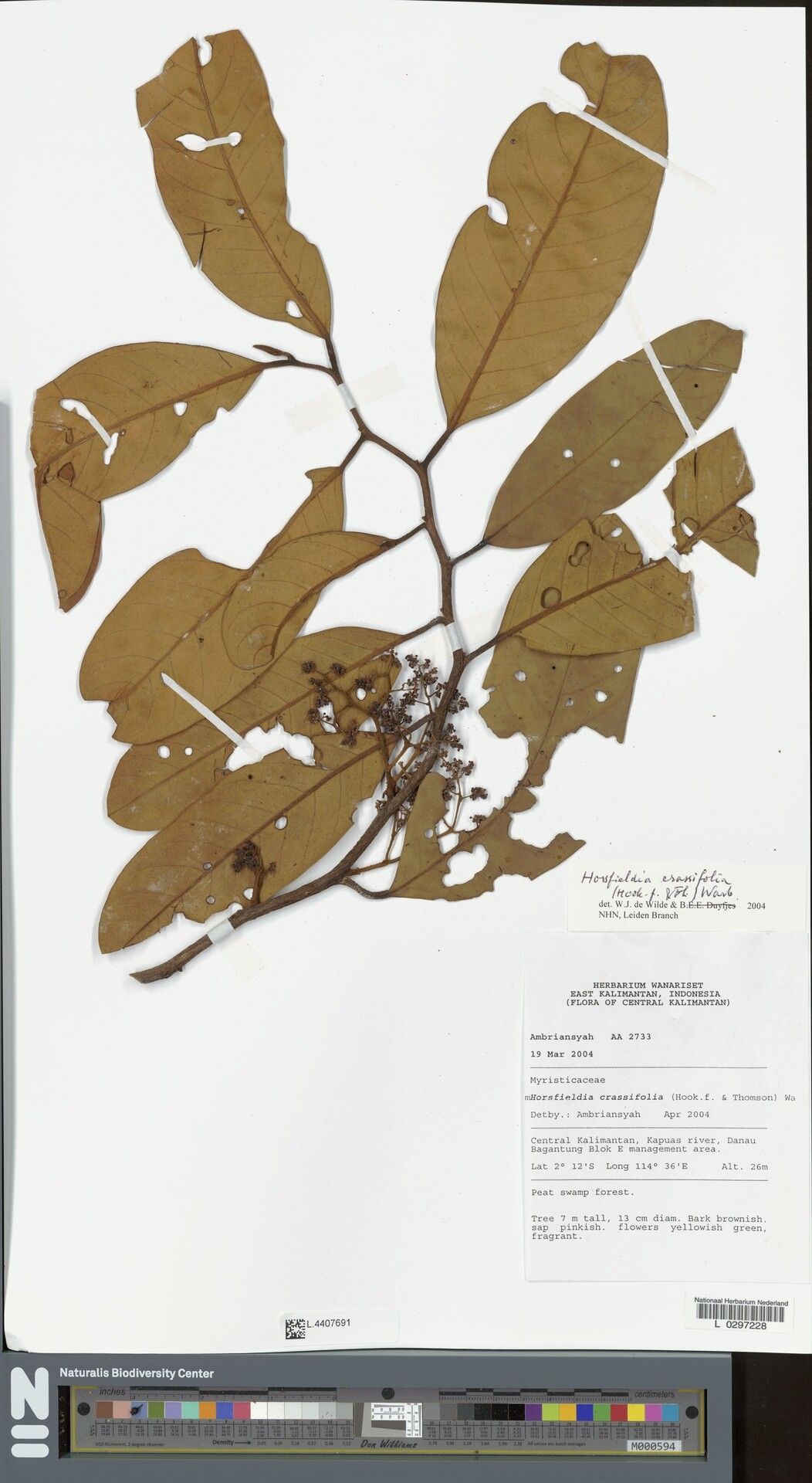 Horsfieldia crassifolia — related species from the same genus