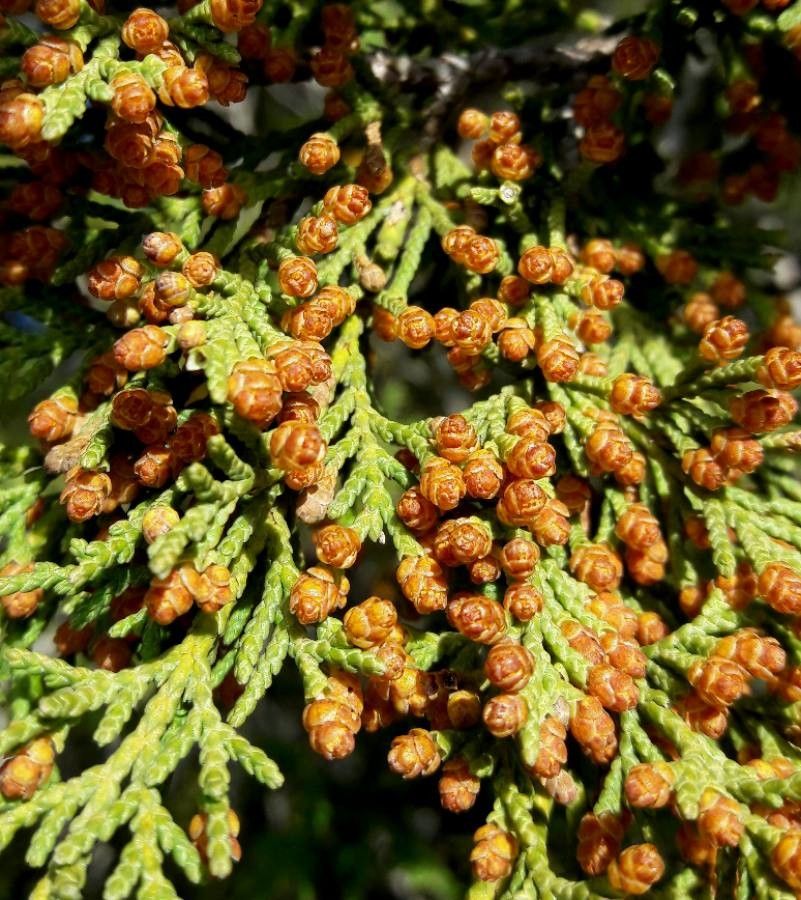Juniperus thurifera flower