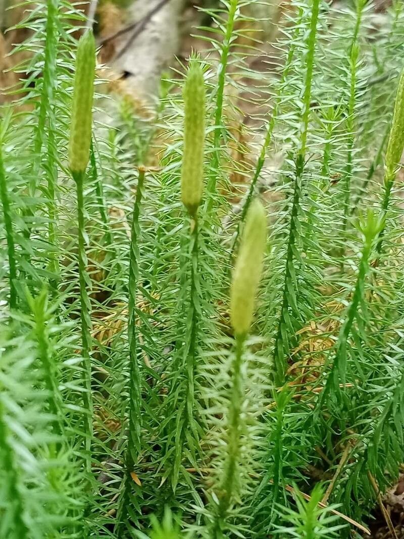 Lycopodium annotinum flower