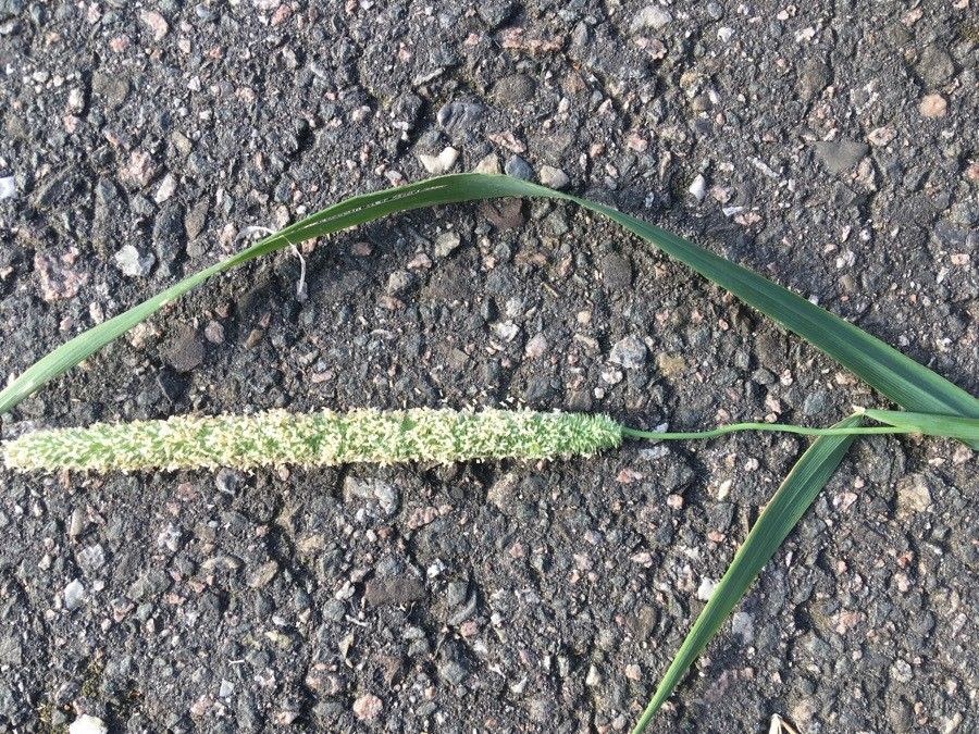 Phalaris aquatica leaf