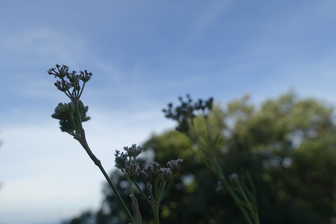 Seseli galloprovinciale flower