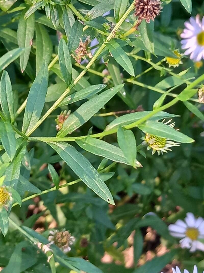 Aster mongolicus — houseplant care guide