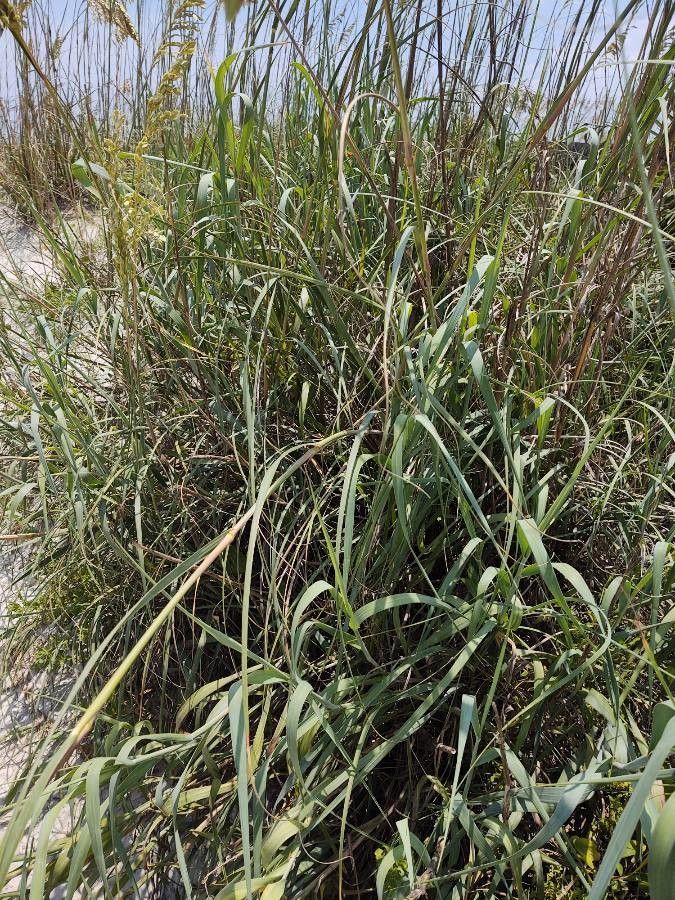 Uniola paniculata — soil improver houseplant