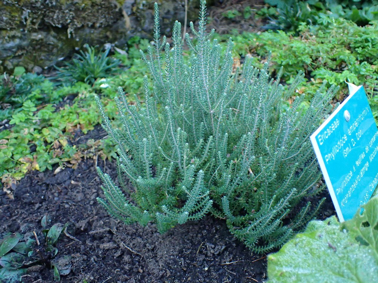 Phyllodoce empetriformis habit