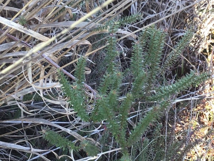 Erica mackaiana leaf